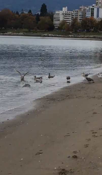 Click here to view the video.